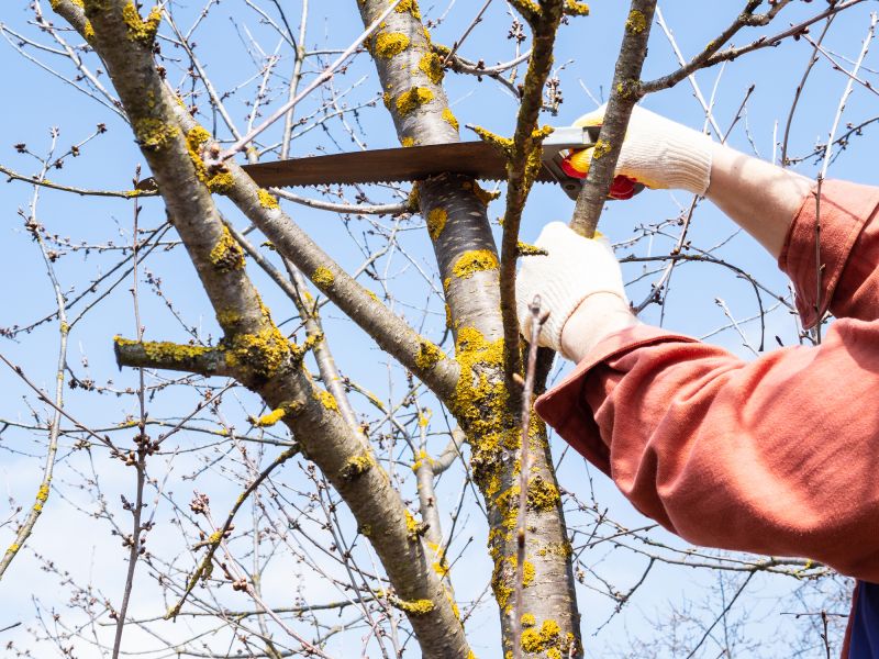 Local Elm Tree Pruning pros at work