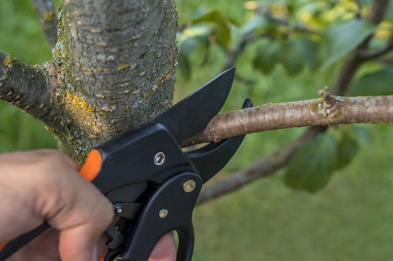 Elm Tree Pruning