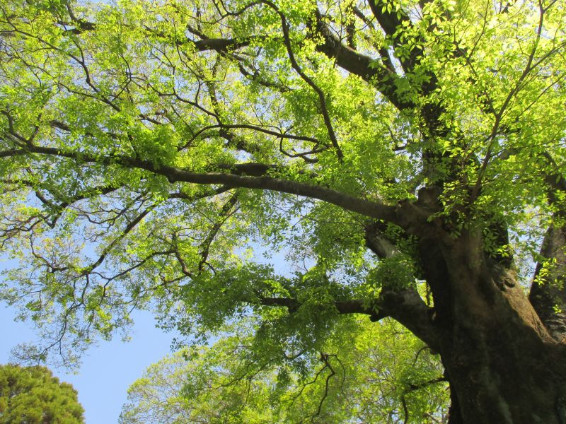 Elm Tree Pruning