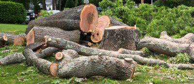 Dead Tree Removal in Reno, NV