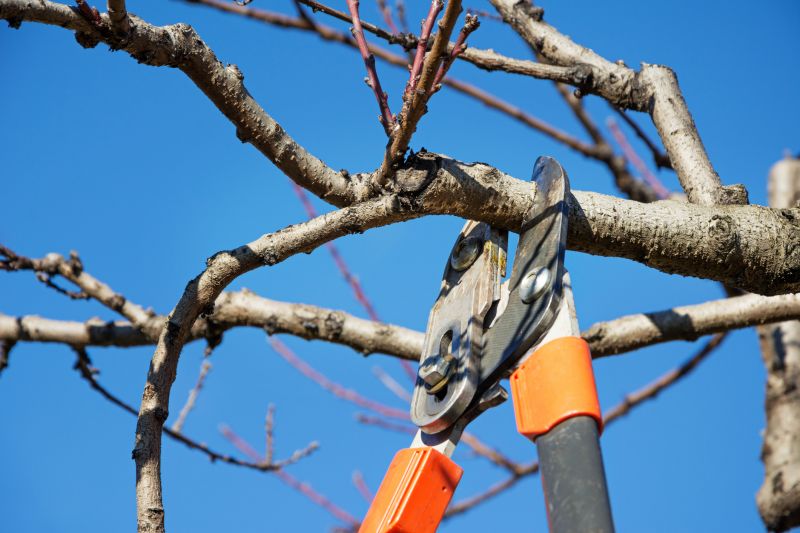 Elm Tree Pruning