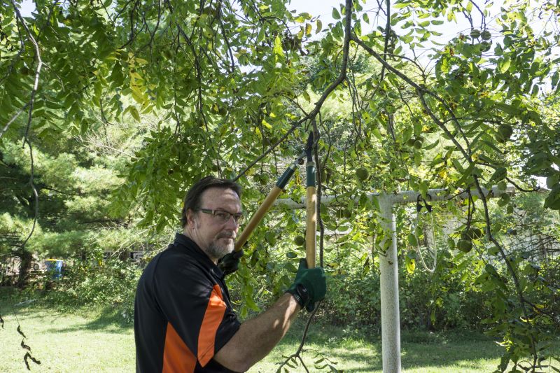 Elm Tree Pruning