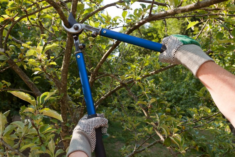 Elm Tree Pruning Tools