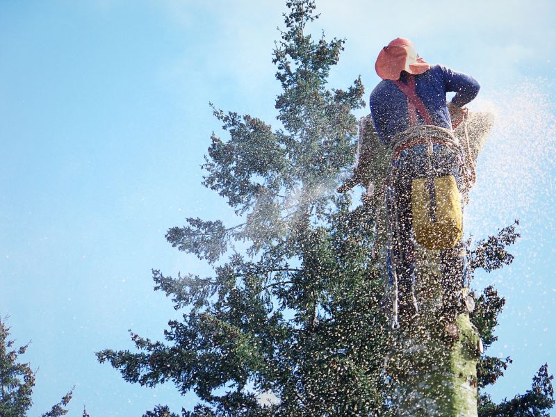 Emergency Tree Removal in Bucks County, PA