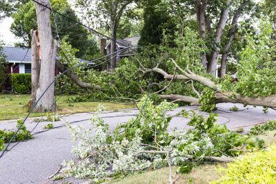 Clearing a Tree from Road