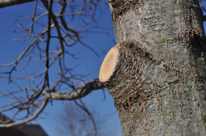 Pine Tree Trimming in Doylestown, PA
