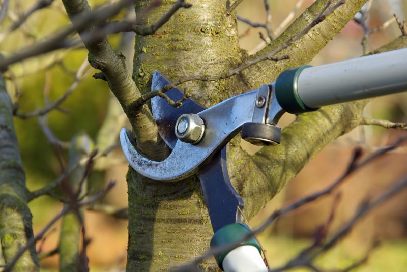 Tree Trimming Service in San Jose, CA