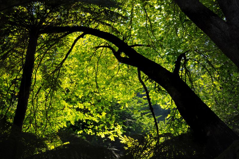 Enhance Tree Structure