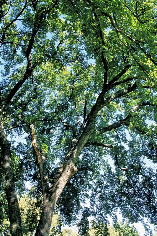 Improve Sunlight and Air Circulation